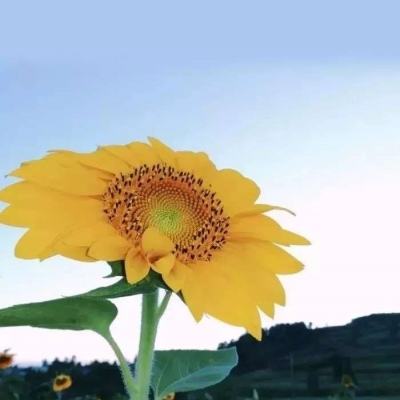 九游曙光计划手游下载